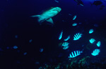 Whitetip reef shark underseide