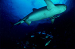 Whitetip reef shark underside