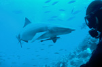 Whitetip reef shark and diver