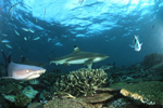 Schwarzspitzen-Riffhai, Weißspitzen-Riffhaie und Rifffische