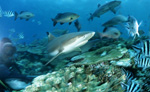 Blacktip reef shark, reef fish and diver