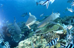 Whitetip reef sharks with Blacktip reef shark