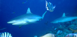 Gray reef sharks (Carcharhinus amblyrhynchos)