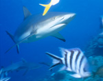 Gray reef shark in blue water