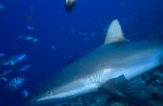 Gray reef shark