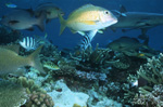 Twinspot Snapper and Whitetip reef shark