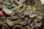 Lobophyllia Brain Coral