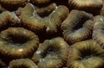 Lobophyllia Brain Coral at Shark Reef
