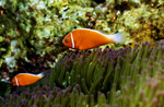 Pink anemonefish (Amphiprion perideraion) 