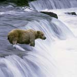 Brown bear in the flowing water at the waterfall