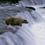 Patient brown bear at the waterfall
