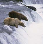 Two brown bears at waterfall