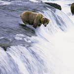 Brown bear is waiting for a jumping salmon