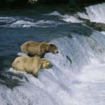 Brown bears see a jumping salmon