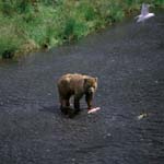 Kodiak Bear fishing for salmon