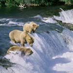 Three brown bears on Brooks River Falls