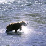 Kodiak bear has caught a salmon