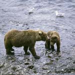 Mother Kodiakbear with young bear in the o' Malley River