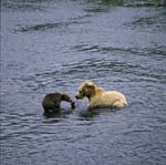Sow with her cub fishing for salmon