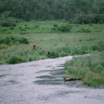 Mother Kodiak bear with bear cubs at the o' Malley River