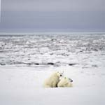 The young Polar bear exploreres the coast with its mother