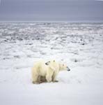Polar bears on their way at the Hudson Bay coast