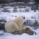 The tired Polar bear on a rock at the Hudson Bay