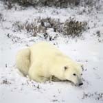 A Polar bear relaxes in the late afternoon light