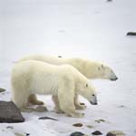 Young Polar Bear with his mother at the Hudson Bay