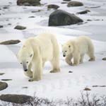 Young Polar Bear follows ist mother dutifully