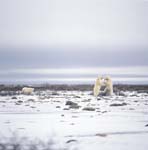 Fighting Polar Bears playing on the Hudson Bay