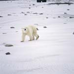 The Polar Bear curiously prowls along the Hudson Bay coast