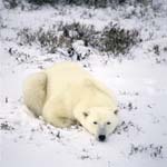 Resting Polar Bear in the freshly fallen snow