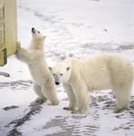 The little Polar Bear curiously examines a tundra Buggy