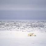 A Young Polar Bear and his mother rest at the Hudson Bay