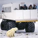 Polar Bear family, Tundra-Buggy and tourists