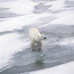 Polar Bear on its way at the Hudson Bay coast