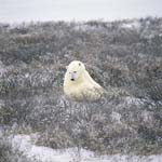 Polar Bear in the coast tundra in late autumn