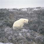 Polar Bear in the tundra landscape in late autumn.