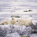 Resting Polar Bears at the Hudson Bay coast
