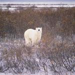 Polar Bear in the autumnal tundra at the Hudson Bay