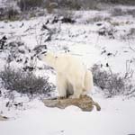 Polar Bear rests on a lichen-covered rock