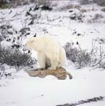 The Polar Bear and ist resting place in the tundra