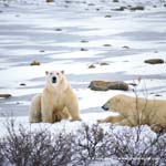 Resting Polar Bears in the Hudson Bay
