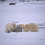 Resting Polar Bears in the Hudson Bay in Canada