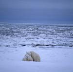 Polar bears in the huge Hudson Bay