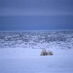 Two polar bears in the Arctic