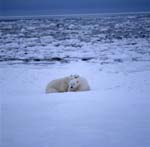 Two polar bears in the ice desert