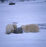 Rest is important in the life of the polar bears