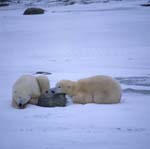 Tired Polar Bears in the Hudson Bay